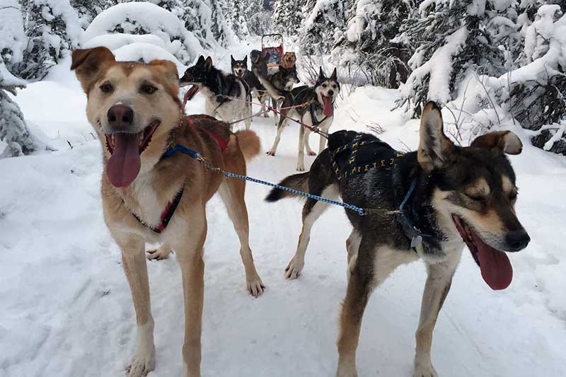 A team of sled dogs ready to pull through the snowy forest.