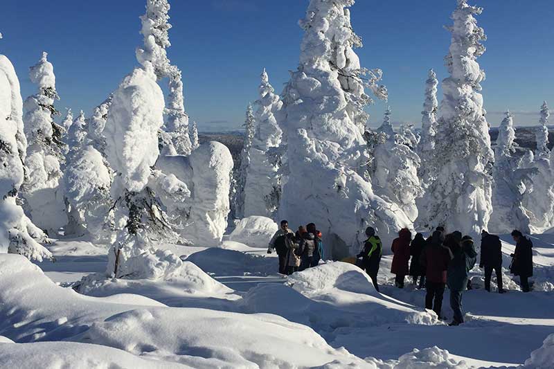 People hiking through a snowy forest with heavily snow-covered trees.